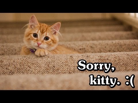 7 Reasons Why Cats are Terrible Pets (Why I Will Not Adopt Another Cat)