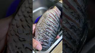 Download lagu Tips for disguising the fine spines on goldfish #tips #fish #tutorial #goldfish #cooking #food #t... mp3 Download lagu Tips for disguising the fine spines on goldfish #tips #fish #tutorial #goldfish #cooking #food #t... mp3