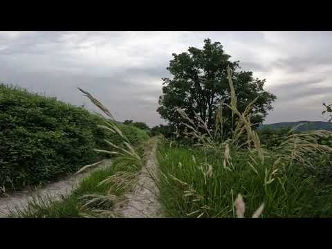 A late May afternoon walk | Fossombrone