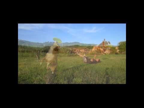 safira disc dog doppio disco miracolo