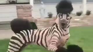 Zebra or dog? Make up your mind!