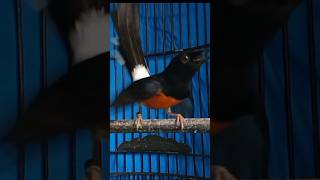 Download lagu ATASI MURAI BATU NGELOWO Dengan SUARA YANG KHAS mp3 Download lagu ATASI MURAI BATU NGELOWO Dengan SUARA YANG KHAS mp3