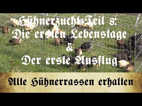 Zucht alter Hühnerrassen - Teil 8: Die ersten Tage der Küken & Der erste Ausflug