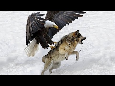 When Eagles Hunt Their Prey Without Mercy !