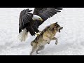 When Eagles Hunt Their Prey Without Mercy