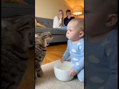 猫のミルクを飲んでしまった赤ちゃん。猫に文句を言われ、どうしていいか分からず固まってしまう。。。#cat #cats #baby #cute #funny #shorts #catvideos