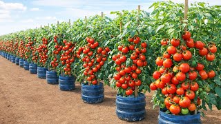 Growing Tomatoes in Bottles on Balcony for Fresh Fruit All Year