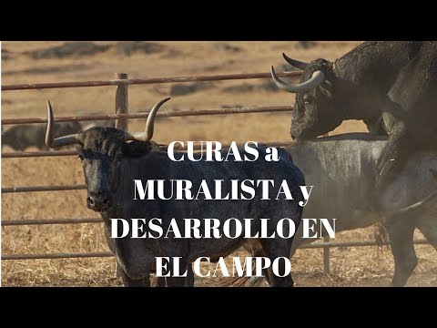 CURAS al TORO DE LIDIA MURALISTA de VICTORINO MARTÍN
