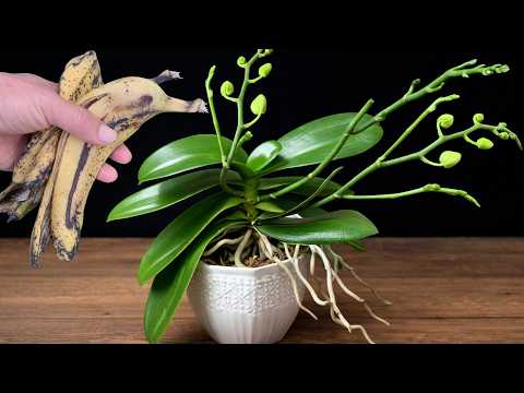 Place This Under Your Orchid to Encourage Stronger Roots & More Blooms (Natural Method)