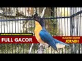 SUARA TLEDEKAN GUNUNG GACOR Volume Lantang JERNIH Durasi Panjang Cocok Buat Pancingan Sulingan Bahan