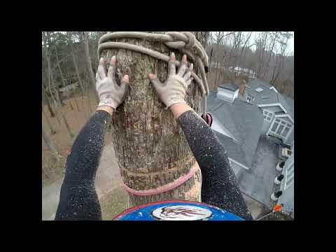 Treeist Archival Footage: Span Rigging & Drift Line Rigging