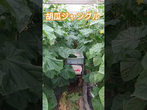 傾いた温室を設置する 損傷した植物を見つけないようにする 暑い日には毛細管マットを設置する