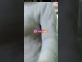 JILBOOBS LIVE BUNDA KESHAA BIKIN SANG3 JILBOOBS RECOMMEND