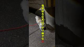 チビの日常🐶 #散歩 #犬のいる暮らし #犬のいる生活 #ミックス犬 #youtube #チャンネル登録お願いします