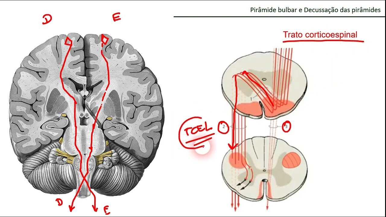 ANATOMIA DO BULBO