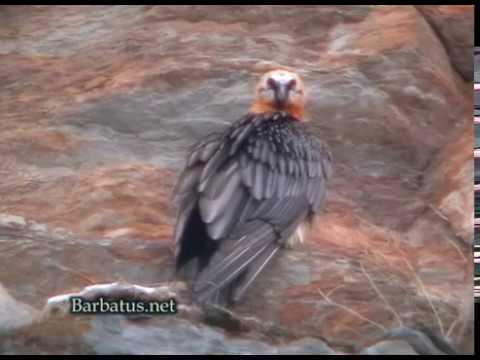 Quebrantahuesos ( Gypaetus barbatus ) Bearded vulture