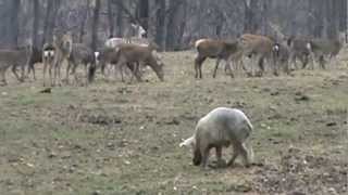 Wild Hog hunting at Wilderness Hunting lodge.
