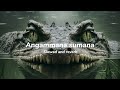Angammana Sumana Slowed And Reverb