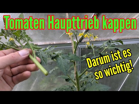 Tomaten kürzen/entspitzen - Darum so WICHTIG!