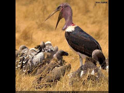 Many vultures are sitting together | Amazing vulture birds | Wildlife Documentary" #vulture #shorts
