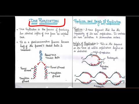 DNA replication, replicon and origin of replication