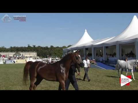 Chantilly 2016 ABCE - CLASS 16 - Stallions Championship