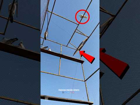 #High Quality #PigeonTrap #237 | #pigeon #kabootar #birds #pigeonlove #birdslover #kabutar #traplist