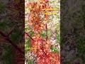 Japanese Maples In The Spring! #mrmapleshow #japanesemaple #gardening #springtime