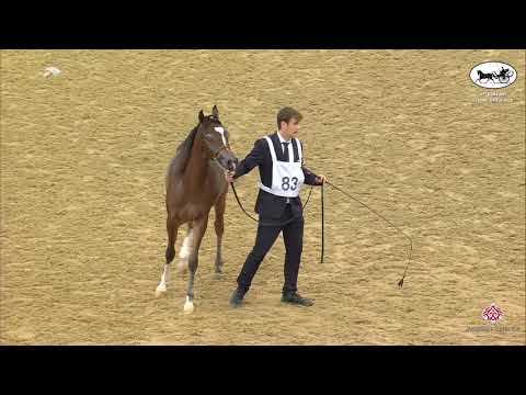 N 83 TURKY UMM ALUDHAM   1st Qatar Arabian Horse Show Local Bred
