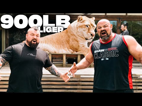 900LB LIGER VS. WORLD'S STRONGEST MEN *VERY SCARY* | EDDIE HALL