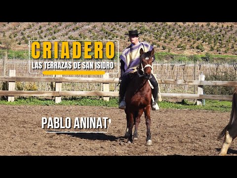 Sello de Raza Cap563 Pablo Aninat