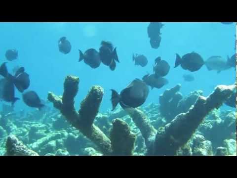 Antigua Shipwreck and Cades Reef Snorkeling Adventure with Captain Nick