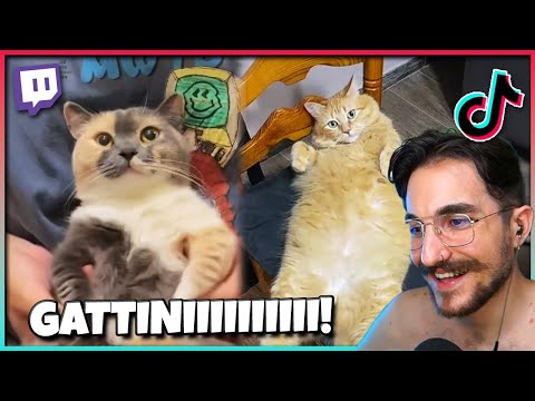 GATTINI OVUNQUEEEE - TIKTOK REACTION