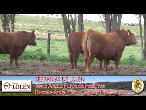 06-09-17 Toros Angus P.P. - Dia de Campo Cabaña Lolén - C. Suarez