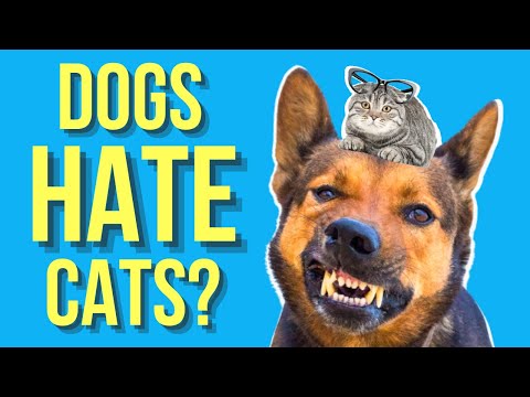 Why Do Dogs Hate Cats? ( Are they natural enemies? )