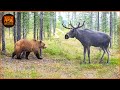 Most Terrifying Grizzly Bear Attacks Ever Recorded Wild Animals