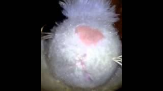 Puff the magic dragon.