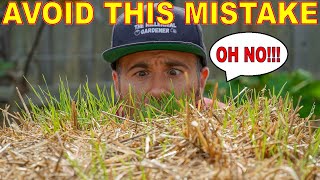 Using Straw Mulch: Age Wheat Straw Bales Before Use Or THIS Happens!