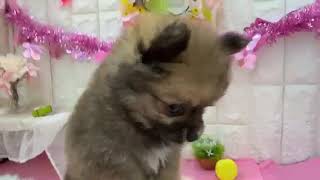 ハーフ犬の動画01