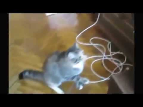 FUNNY VIDEOS  Funny Cats   Fail Win Funny Cats Compilation   Funny Animals   Best Cute Cat Videos