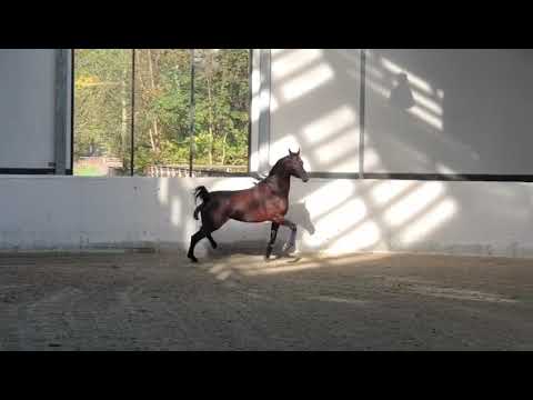 Enad AF. Emerald J &  SK AL Shahila  2016 Bay #Stallion Proudly Owned by Taleen Stud - مربط تالين