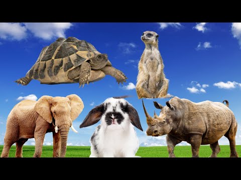 Shy Animals of the Natural World: Rhino, Elephant, Rabbit, Meerkat, and Turtle