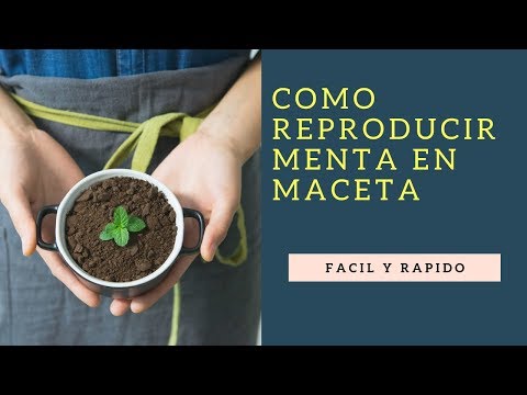 , title : 'Como Reproducir Menta En Maceta 2023//cultivo de menta//plantar menta'