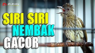 Download lagu MASTERAN SIRI SIRI NEMBAK NGEBREN GACOR mp3 Download lagu MASTERAN SIRI SIRI NEMBAK NGEBREN GACOR mp3