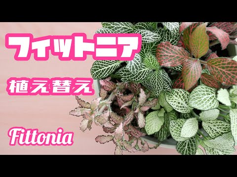 フィットニア メンテナンス グロー ポット ダークグリーンの縞模様の葉