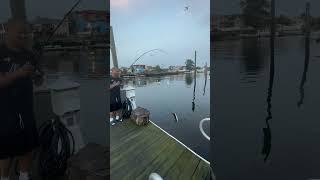 There’s an Army of Eels right under the dock 👀 #fishing #fishinglife #newyork #catchingfish #food