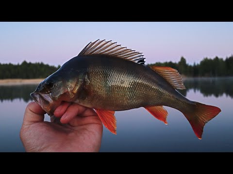 AHVENTA METSÄLAMMESTA - KAVERIN KANS KALASSA