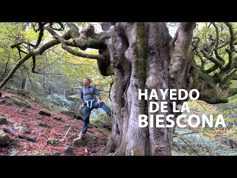 Vídeo bosques de Asturias