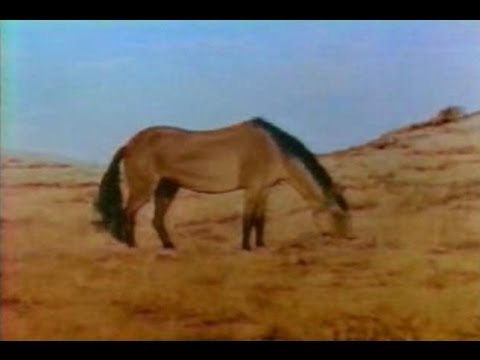 Equis, The Evolution of the Horse