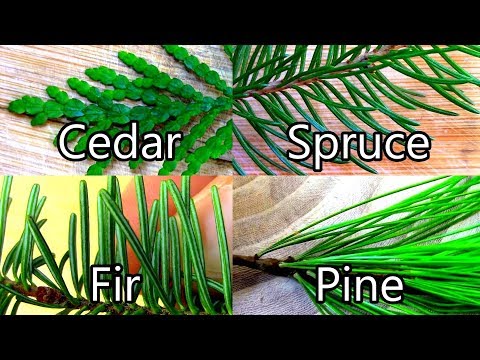 image-Is a spruce tree a pine?